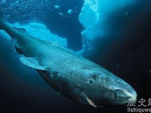 世上最長壽的脊椎動物：格陵蘭鯊魚