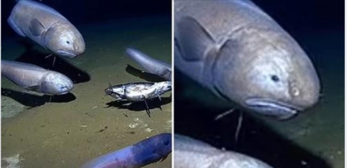 6千公尺深海發現鬼臉怪魚 全身半透明 離開水面秒融化