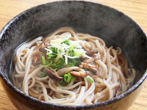 你敢吃嗎？日本「蟋蟀」烏龍麵稱營養滿分