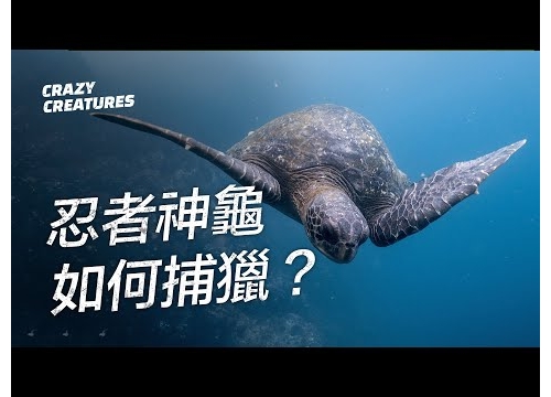 忍者神龜如何用空手道劈砍它們的獵物？| 奇怪動物紀錄片