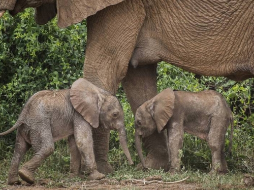 機率僅1％！肯亞出現極罕見雙胞胎小象