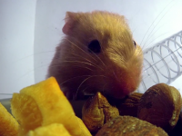 倉鼠塞進嘴裡的食物跑去哪了？X光照出驚人容量