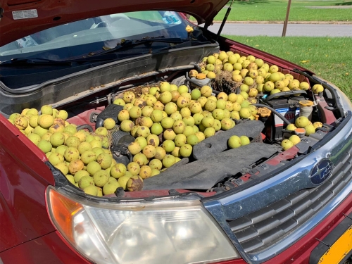 車主掀引擎蓋秒傻眼 被暴塞558顆核桃 凶手曝光網笑翻