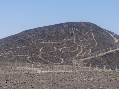 在乾旱的沙地上，科學家發現了一隻“遠古巨貓”