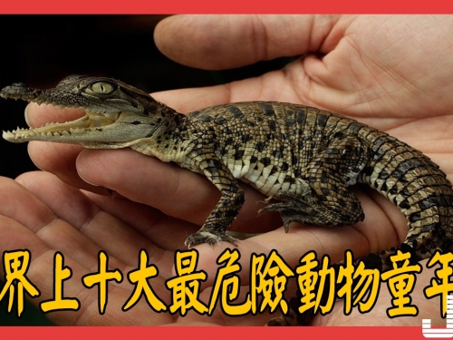 盤點世界上十大最危險動物童年照，平頭哥小時候萌翻了