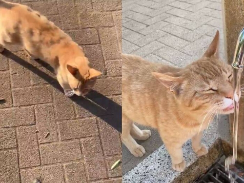 公園運動碰上「橘貓狂喵」 他被帶到水龍頭前秒懂了