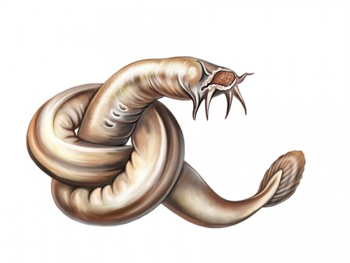 岩石上驚現輪胎皮狂扭 竟是史前魚類