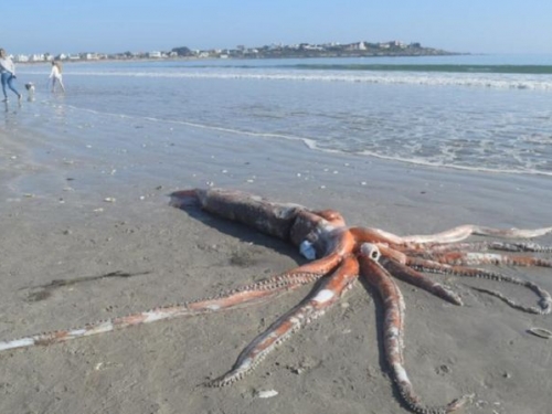 南非海灘驚見「深海怪物」 4公尺大王烏賊軀體完整