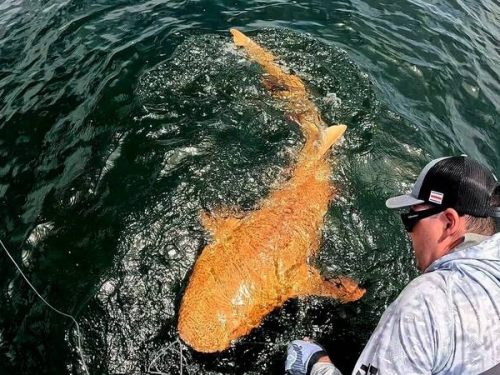 宛如放大版錦鯉！全球首見「亮橘色鯊魚」現蹤哥斯大黎加外海