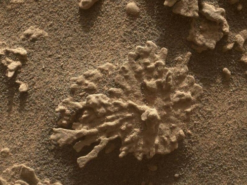 火星驚見「珊瑚岩」！NASA探測車發現水痕 潛藏生命可能