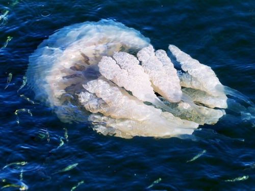 海裡抓到「珍珠白巨頭獸」興奮抱手中炫耀 下秒樂極生悲
