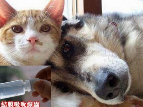 恐怖！廣東1歲童眼中取出兩活蟲　元凶是