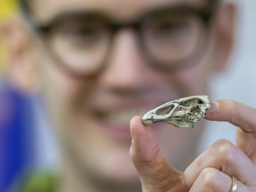 最早雞化石出爐 探究演化奧秘