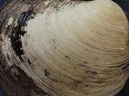 從明朝活到現在！這只動物活了507歲，結果被人類研究而死