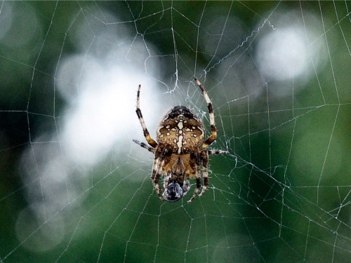 誰是世界上最頂級的掠食者？蜘蛛！我們對它存在太多誤解
