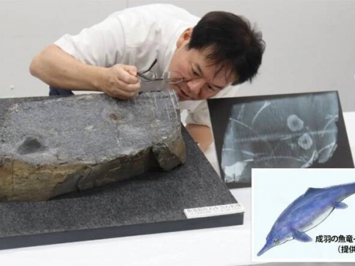 日本古生物史大發現 博物館岩石竟藏2.2億年魚龍