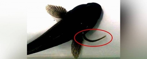 生命力爆表！鰻魚遭吞噬後 竟能「逆行」逃生