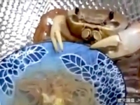 你見過吃麵條的螃蟹嗎？一根接一根吃的好爽啊
