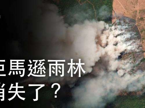 如果亞馬遜雨林消失了？| 大膽科學