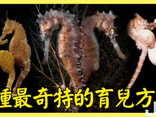 動物界7種最奇特的育兒方式：借腹生子，口中育兒，胎內相殘