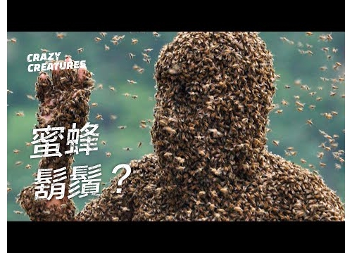 什麼是蜜蜂鬍鬚？| 奇怪動物紀錄片