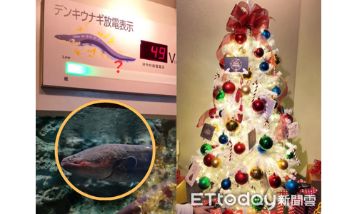 逛日本水族館見「電鰻點亮聖誕樹」 奇景掀熱議：牠也要上班？