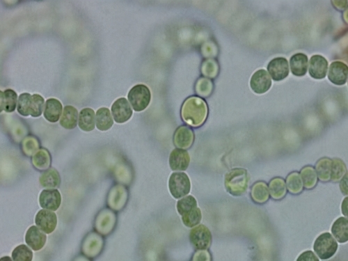 生命沒有氧氣也能生存！35億年前，地球被厭氧生物統治