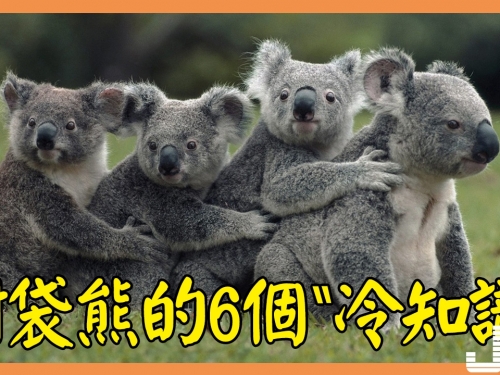 樹袋熊的6個“冷知識”，你瞭解多少？