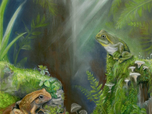 澳洲發現5500萬年前樹蛙化石，改寫澳洲兩棲類演化史