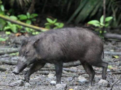 中國野豬氾濫高達200萬隻 招募「野豬獵人」賞金1頭1萬元