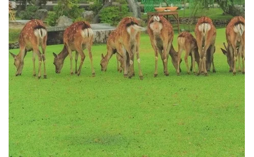 遊日小心！奈良公園驚傳偷拍案 59歲男專拍「外國女性走光照」傳YT賺錢