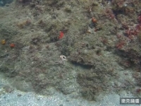 挑戰找擬態章魚！不管看幾次都0破綻