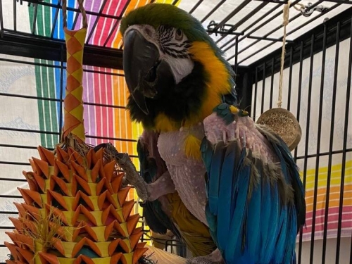 「R級」鸚鵡找新家！ 美動物收容所警告︰等於領養山繆傑克森