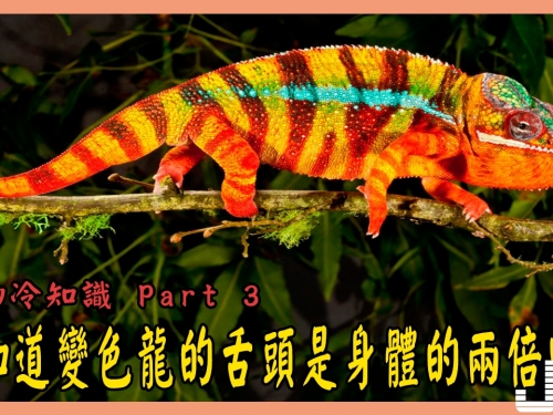 50個你不知道的動物冷知識 Part 3