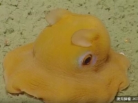 不可不看！海中拍攝奇特章魚，害羞模樣真是萌爆了....