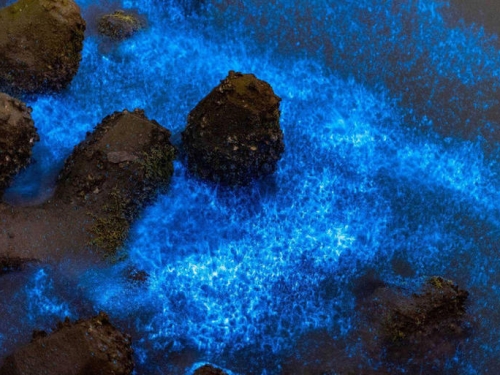 台南將軍海面藍眼淚奇景湧遊客 市府籲勿留垃圾