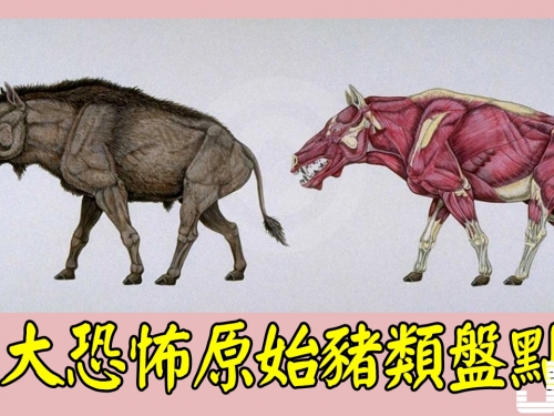 三大恐怖原始豬類盤點！遠古巨豬可戰劍齒虎！