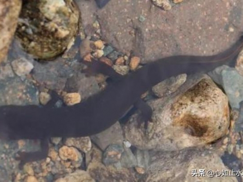 “娃娃魚”也能吃恐龍？地球史上最強霸主，每日捕食霸王龍