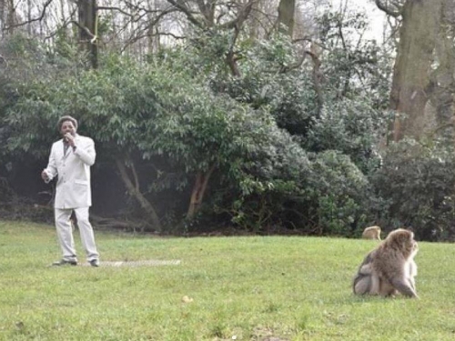 猴子懂浪漫？英動物園找歌手「唱情歌」 期望提升獼猴交配率