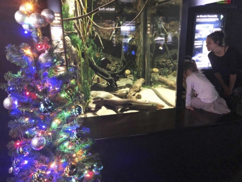這個水族館好酷 電鰻「發電」點亮聖誕樹影片在這裡！