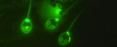 科學家發現不吸氧氣的動物