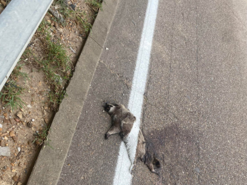 巨大浣熊死在路邊 身上竟被畫「白色線標 」