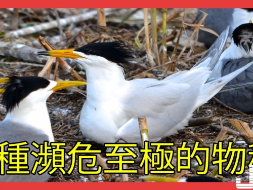 5種瀕危至極的物種，第3種僅剩兩隻，即將滅絕
