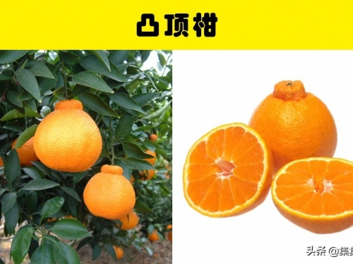 奢侈的水果：真實存在世界上的9個過於昂貴的水果
