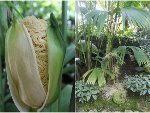 「長得像泡麵的植物」真實身分曝光