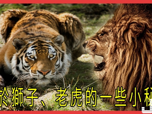 關於獅子、老虎的一些不為人熟悉的小知識