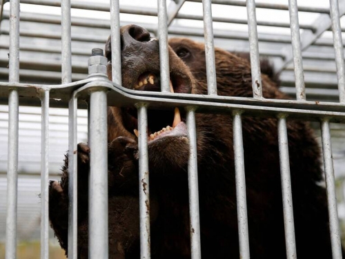 熊怎麼處理？ 日本熊害頻傳 韓國想便宜進口熊膽