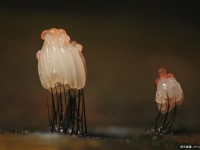 如此精致的粘菌 果然是森林里隱藏的外星人！