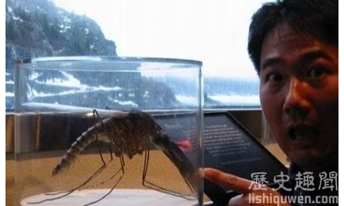世界上最大的蚊子究竟有多大?
