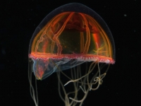 海洋生物普查 極地物種似異形